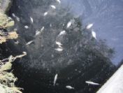 Bafa Gölü'nde Yine Balık Ölümleri Görüldü