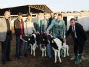 İlk Tüp Buzağılar Dünyaya Geldi