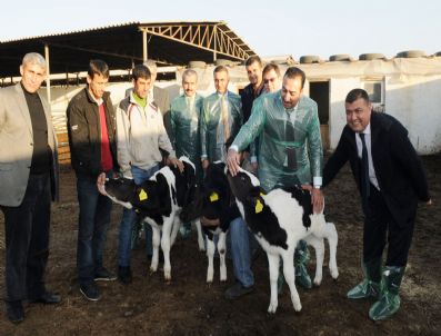 AYŞEGÜL JALE SARAÇ - İlk Tüp Buzağılar Dünyaya Geldi