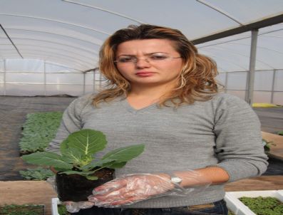 NURETTIN TURSUN - Döşemealtı Belediyesi Kendi Çiçeğini Kendi Yetiştiriyor