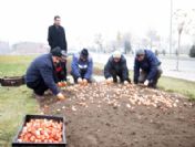 Elazığ, Baharı Lalelerle Karşılayacak