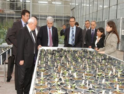 HALIL PEKDEMIR - Türkiye'nin İlk Ve Tek Anaç Tohum Üretim Merkezi Üretimine Başladı