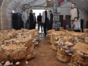 Başiskele Mantarı İle Ünlenecek