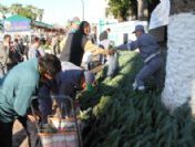 Bodrum'da 6 Bin Çam Fidanı Dağıtıldı