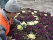 Kocasinan Belediyesi 50 Bin Kış Çiçeği Dikti