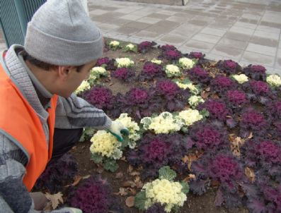 Kocasinan Belediyesi 50 Bin Kış Çiçeği Dikti