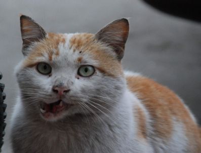Boncuk Da Trafik Terörü Mağduru