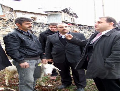 ÇATALOLUK - Suşehri'nde 9 Vatandaşa Toplam 108 Keçi Ve 9 Adet Teke Verildi