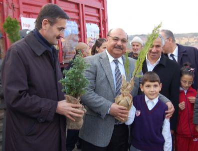 Valilikten Öğrencilere Çam Ağacı