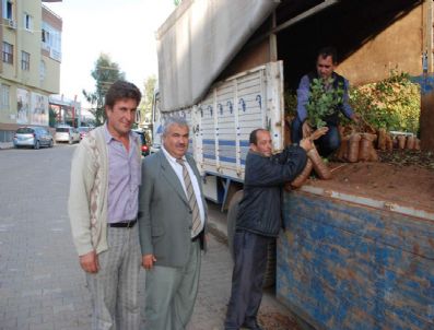 KEÇIBOYNUZU - Muhtarlara 50'şer Harnup Fidanı Dağıtıldı