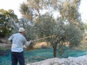 Aydınlı Zeytin Üreticisi Sırıktan Vazgeçemiyor