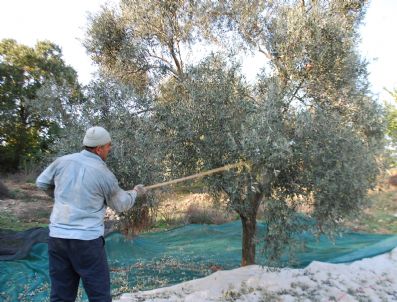 Aydınlı Zeytin Üreticisi Sırıktan Vazgeçemiyor
