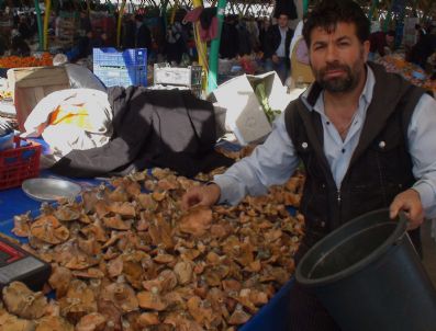Gediz'de Mantar Fiyatları Düştü
