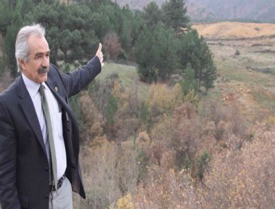 Vasfını Yetirmiş Ormanlık Alana Ceviz Ve Badem Dikildi