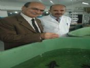 1. Ulusal Hamsi Çalıştayı'nın Sonuçları Açıklandı