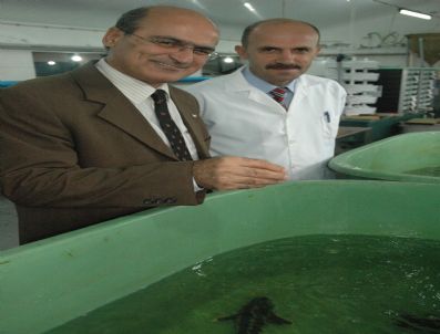 ATILLA ÖZDEMIR - 1. Ulusal Hamsi Çalıştayı'nın Sonuçları Açıklandı