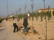 9 Bin Metrekarelik Alanda Yeşil Alan Kuşağı Oluşturuldu