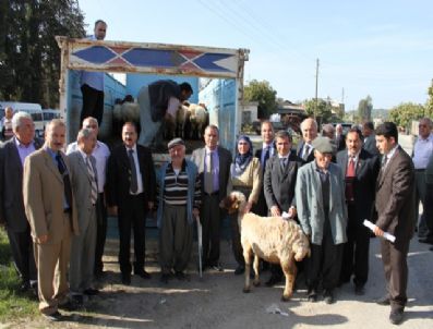 AHMET ÖZEN - Köylerde 100 Aileye Koyun Ve Damızlık Koç Dağıtılıyor