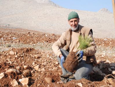 KARAELBISTAN - Şar Dağı Ağaçlandırılıyor