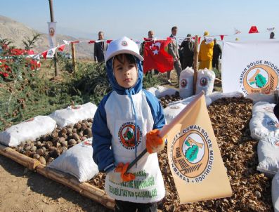 NIYAZI TANıLıR - Kahramanmaraş'ta Orman Bölge Müdürlüğü Tarafından Ahir Dağı Eteklerine 1 Milyar Sedir Tohumu Ekildi