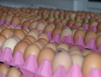 Yumurta Üreticilerinden Öğrencilere Sitem