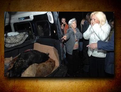 Beykoz'da köpek katliamı