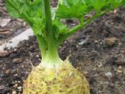 Bu bitki her derde deva