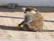 Maymunlar Mutlu Oldukları Yerde