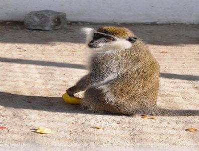 ÇEVRE VE ORMAN İL MÜDÜRLÜĞÜ - Maymunlar Mutlu Oldukları Yerde