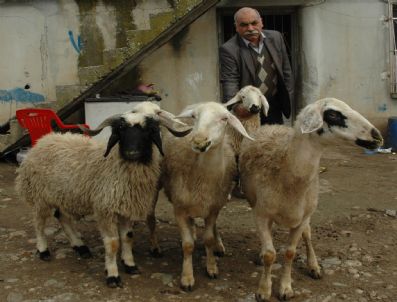 Çalıntı Koyunlar 'Güvenilir' Kasaba Emanet