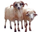 Koyun hırsızları Adana'da yakalandı