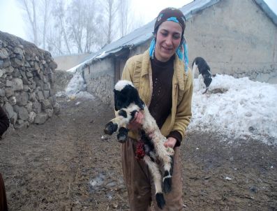 KıSıKLı - Yüksekova'da Kuzu Ölümleri