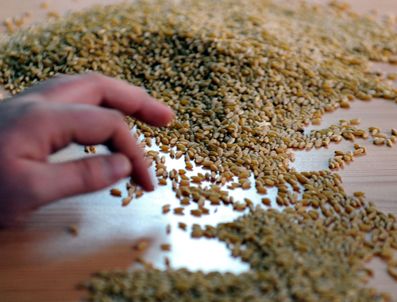 KAVURGA - Leblebiye rakip Çedeneli Kavurga