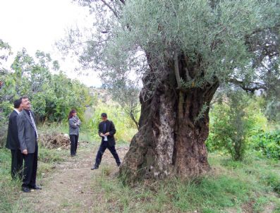 OSMAN YENIDOĞAN - Bin 300 Yaşındaki Zeytin Ağacı 'Anıt Ağaç' İlan Edildi