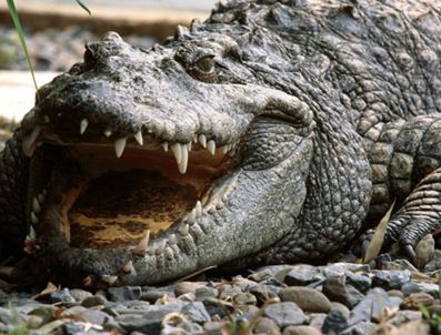 TOMAS ZAPOTOCNY - Timsaha Ağız Bakımı