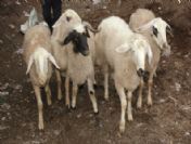 Türkiye'de 200 Bin Küçükbaş Hayvan Kaldı