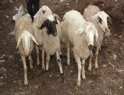 Türkiye'de 200 Bin Küçükbaş Hayvan Kaldı