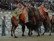 Develer Spor İçin Güreşti