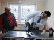 Avcıların Yaraladığı Hayvanları Belediye Tedavi Etti