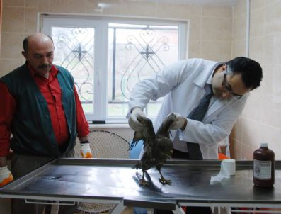 Avcıların Yaraladığı Hayvanları Belediye Tedavi Etti