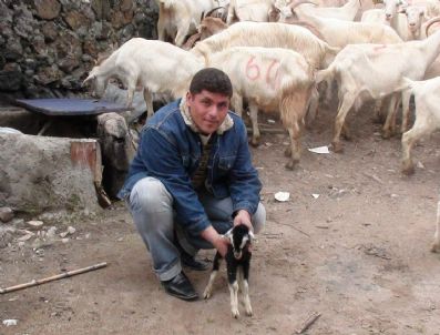 KıZıLDERE - Ceyhan'da 9 Köylüye 117 Baş Keçi Ve 9 Teke Dağıtıldı