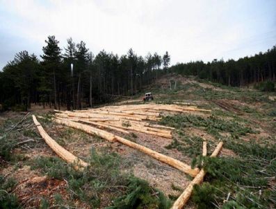 RAHMI DEMIR - Baraj Altında Kalacak Olan Ormanlar Kesiliyor