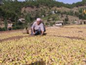 Aydınlı İncir Üreticisi Organik Üretim Yapmasına Rağmen Bunu Değerlendiremiyor