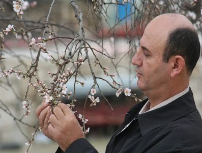 BAYAVŞAR - Badem Ağacı Şubat'ta Çiçek Açtı