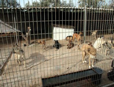 Burhaniye Kopek Barinagi Denetlendi Balikesir