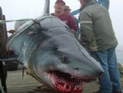 Dev Köpek Balığı Korkuttu