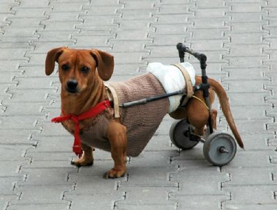 Bacakları Felç Olan Köpeğe Sahibinden Tekerlekli Protez