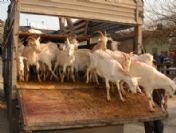 Ceyhan'da 20 Yoksul Köylüye Daha Keçi Dağıtıldı