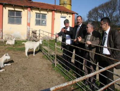 NAMIK HAVUTÇA - İgm Üyelerinden Bandırma Marmara Hayvancılık Araştırma Enstitüsü'ne Ziyaret