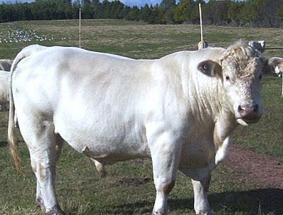 Silifke'de Hırsızlar Besi Yemi Çaldı